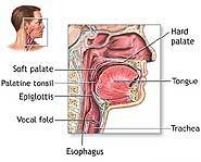 Relaxed muscles in the throat vibrate.