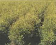 Tea tree crops in Australia that will be turned into tea tree oil.