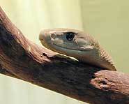 Black mambas aren't really black - they're grey.