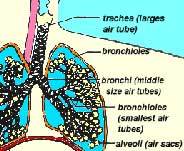 The respiratory system.