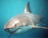 There are more than 350 species of sharks.