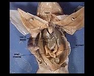 Kidzworld members sound off on how they feel about dissection in Biology class.