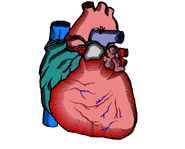 Your heart is about the size of your fist.