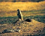 Groundhog Day falls on February 2nd, and is the day when we find out whether or not spring has sprung.