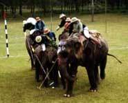 Elephants are fed rice and sugar cane during half time.