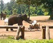Elephant painting pictures in Thailand's elephant art school.