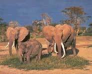 Elephants graze on the grassland biome.
