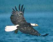 An eagle's wingspan is measured in meters.