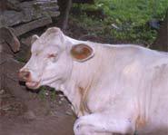 Not all cows have Mad Cow Disease and humans can only get it by eating an infected cow.