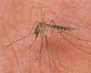Mosquitos transmit West Nile. They get it from diseased birds.
