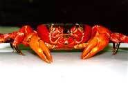 Red crabs aren't all red - they can be orange and purple.
