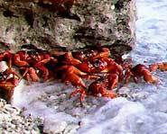 Red crabs mate in the ocean.