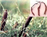 The caterpillar fungus are collected during the summer then dried in the sun.