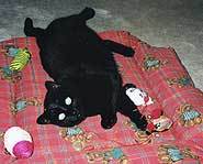 This is Friday bugged-eyed on catnip!