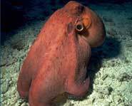 An octopus on its 'knuckles'.