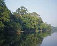 Take an imaginary voyage down the Amazon River.