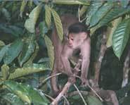 Blame the howling on this monkey.