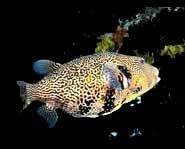 A puffer fish swimming along peacefully.
