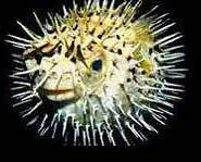 Something has gotten this blowfish mad!