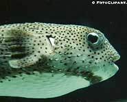 Watch out for those teeth - puffer fish aren't as innocent as they look!