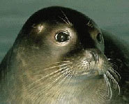 Harbor seals don't usually attack people.