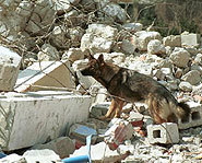 Search and Rescue dog at work.