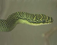 One of five species of flying snakes.