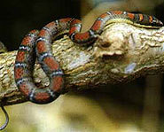 Flying snakes live in trees.