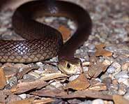 A dark colored taipan.