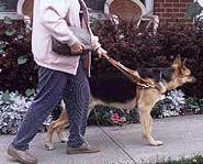 A wide variety of dogs become guide dogs.