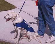 This puppy is in training.