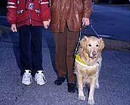 Guide dogs love their work.