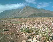 Some plants adapted to the dry climate.