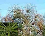 Cyperus papyrus with close up of flower clusters.