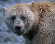 Kermode bears, or Spirit bears, are black bears with white fur.