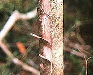 Chico Zapote tree where chicle gum comes from.