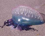 Man-of-War blown to shore.