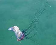 Yes, those are tentacles dragging behind it.