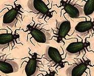 Black beetles were everywhere in John's tent.