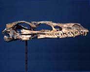 The skull with pointy teeth.