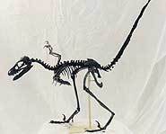 Bambiraptor, a cousin of the Velociraptor.