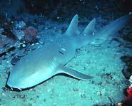 Sharks, like this sandshark, float to the bottom when they don't move.