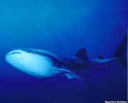 The whale shark is the largest shark in the world.