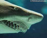 Sharks don't chew their food - they swallow it in big chunks.