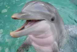 SeaWorld is home to many underwater creatures.
