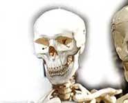 The human skull is composed of 30 different bones.