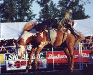 Bucking Bronco