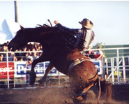 Bucking Bronco