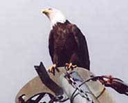 The Bald Eagle.