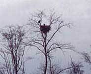 The nest of a Bald Eagle.